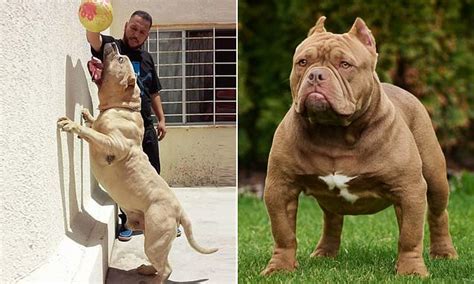 HALF of all of Britain's XL Bully dogs 'descend from one inbred animal from the US named Killer ...