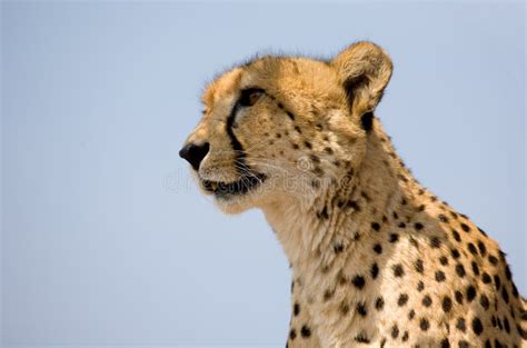 Cheetah Face Royalty Free Stock Photo - Image: 11372205