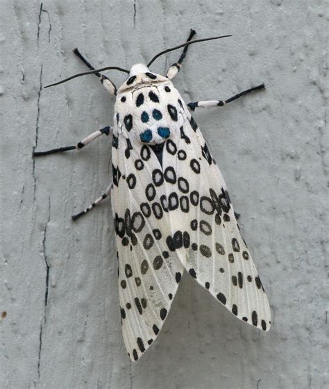 Giant leopard moth or Eyed tiger moth | Hypercompe scribonia… | Flickr