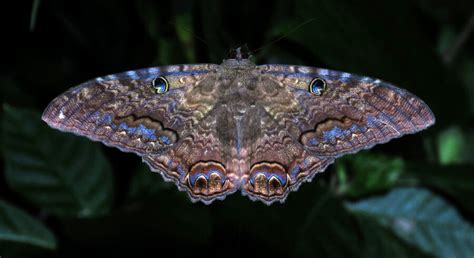 The Black Witch Moth | Critter Science