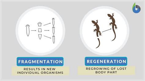 Fragmentation - Definition and Examples - Biology Online Dictionary