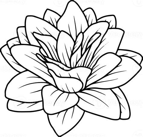 Flower Line Art Illustration 10863422 PNG