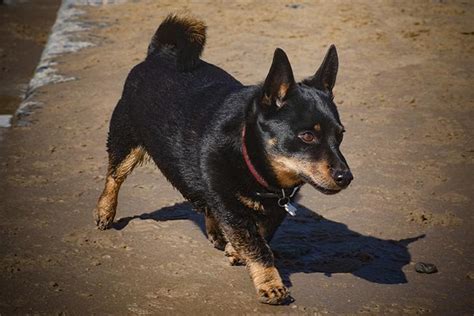 Lancashire Heeler : History, Temperament, Care, Training, Feeding & Pictures