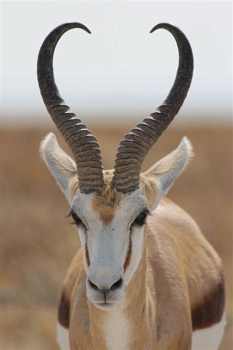 Springbok | Animals with horns, Animals, Animals beautiful