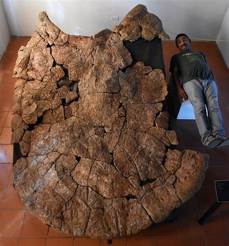 anna maria: Giant turtle fossil found in South America