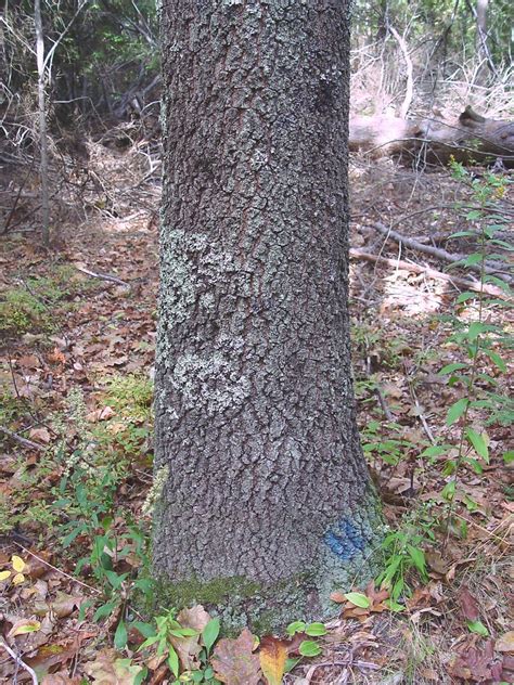 Quercus coccinea (scarlet oak): Go Botany