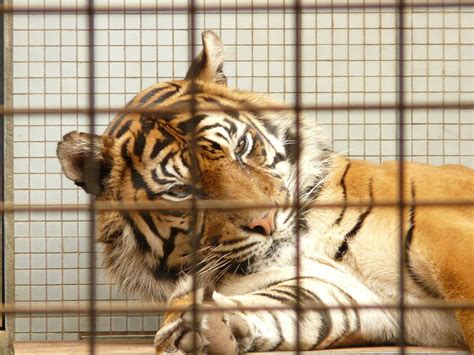 The tiger in the cage - when is a hazard not a hazard? | SHP - Health and Safety News ...