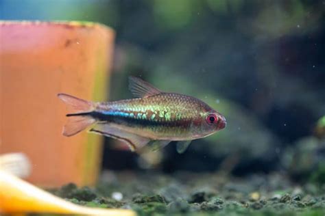 Rainbow Tetra (Nematobrycon lacortei): Ultimate Care Guide - Fish Laboratory