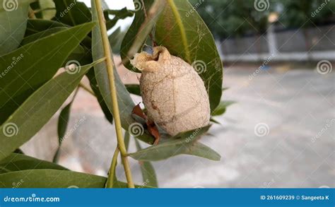 Polyphemus Moth (Antheraea Polyphemus) Cocoon - HD(4k) Stock Video - Video of willow, white ...