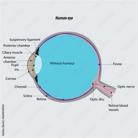 Parts of the human eye. eye anatomy. Human eye cross section ...