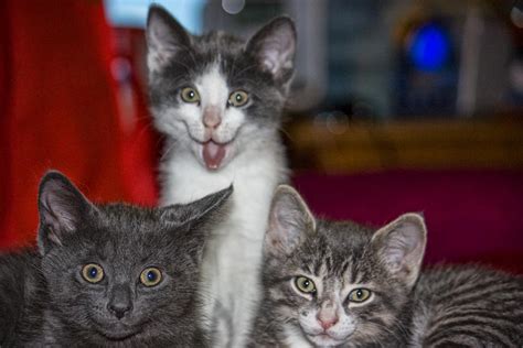 Fichier:Funny Kitten.jpg — Wikipédia