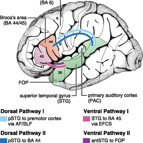 Angular gyrus (yellow) and other cortical areas that send information... | Download Scientific ...