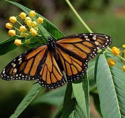 Butterfly Identification Quiz - Young Nature Explorers