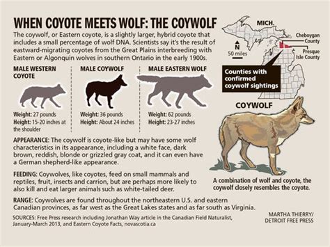 Michigan's misunderstood coywolves