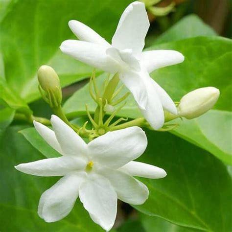 Jasminum grandiflorum