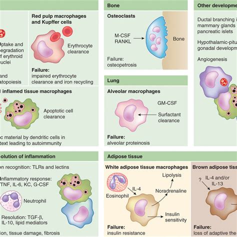 Origins and renewal of tissue-resident macrophages. | Download Scientific Diagram