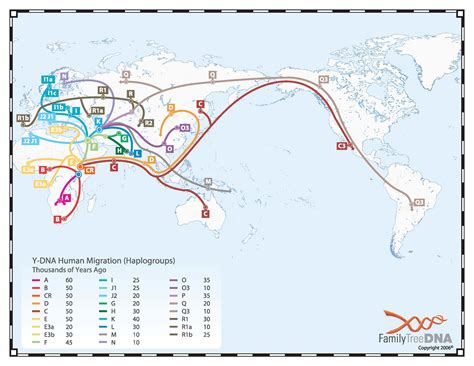 Haplogroup Chart