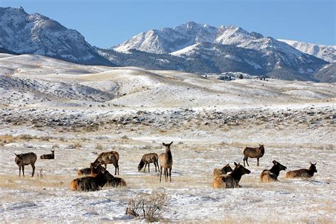 The Slaughter of Elk at Yellowstone National Park - JSTOR Daily