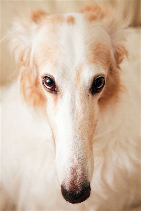 189 best images about Borzoi on Pinterest | Photographs, Large dog breeds and Beautiful dogs