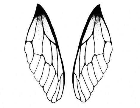 Dragonfly Wings Drawings