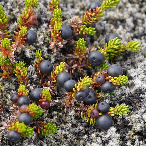 Crowberry