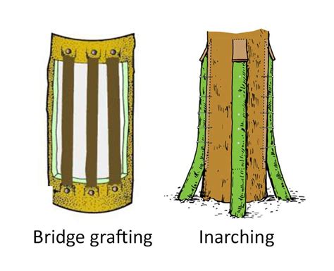 Grafting Types, Repair Grafting