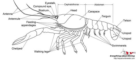 Anatomy Of Crayfish