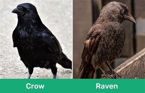 Crows vs Ravens: How to Tell the Difference (With Pictures) - Optics Mag