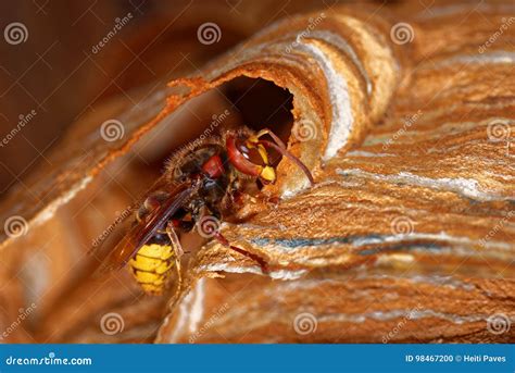 European hornet stock photo. Image of hymenoptera, insect - 98467200