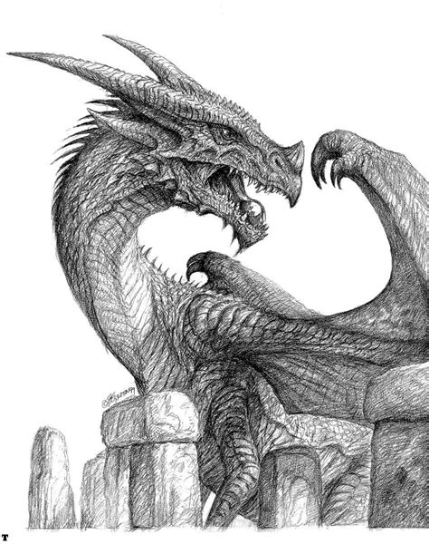 Blank and white dragon art. Fantasy. Medieval | Realistic dragon, Dragon art, Dragon drawing