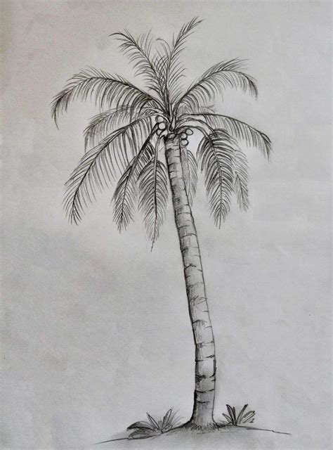 Palm Tree Drawing & Illustration Ideas - How To Draw Palm Tree ...