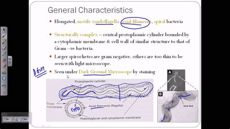 Spirochetes introductiion - YouTube