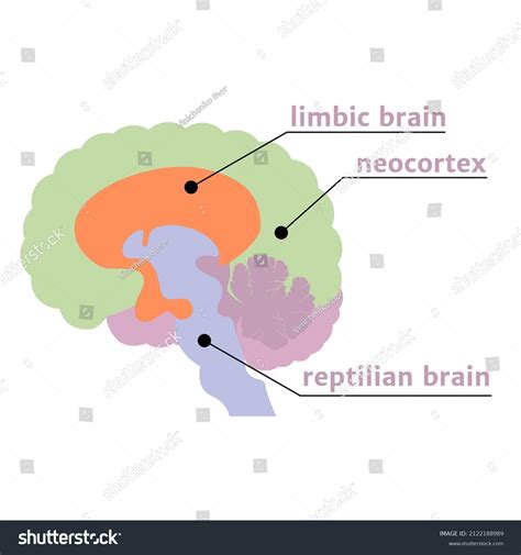 Triune Brain Notation Structures Description Vector Stock Vector ...