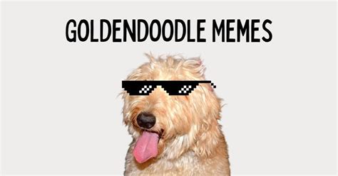 21 Funny Goldendoodle Memes Only Owners Understand