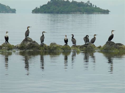 Lake Kivu - Living Lakes Biodiversity & Climate Project