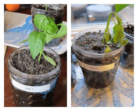 Experiments for Kids | Effecting Plant Growth