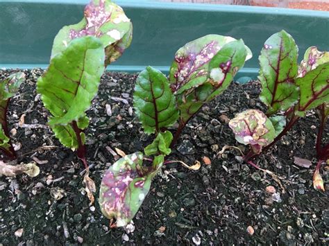 Beetroot leaf issues — BBC Gardeners' World Magazine