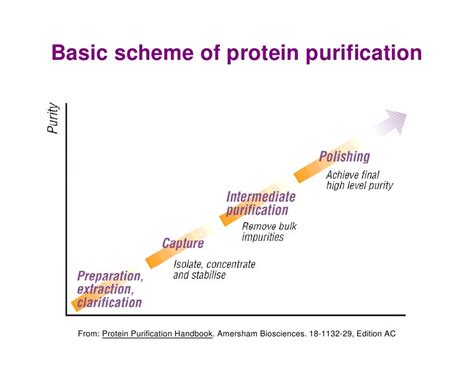 Protein Purification Hjp