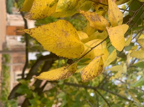 How to Identify the Common Hackberry | Washington University Arboretum ...