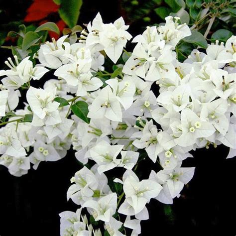 Bougainvillea White Plant - Santhi Online Plants Nursery