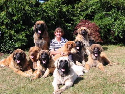 Leonberger Dog Info, Puppies, Temperament, Care, Training, Pictures