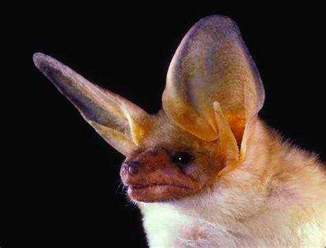 Interesting Information on Bats - Northern California Bats