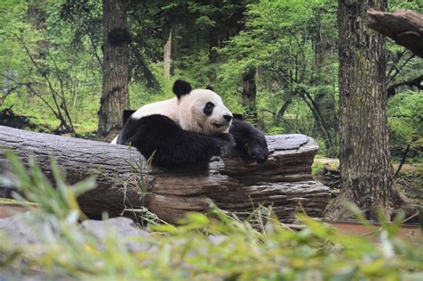 Ueno Zoo has opened a new panda enclosure that resembles the bear's habitat