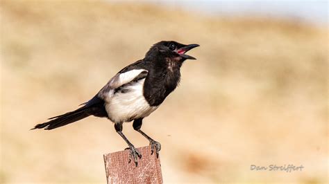 Black-billed Magpie — Eastside Audubon Society