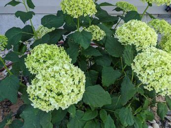 Annabelle Hydrangea Care Guide – World of Garden Plants