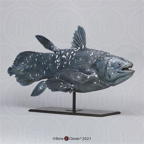 Coelacanth (Life Cast) - Bone Clones - Osteological Reproductions