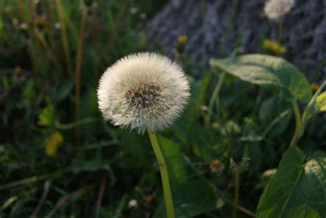 Wishing Flower Photograph by Sherry Williams - Pixels