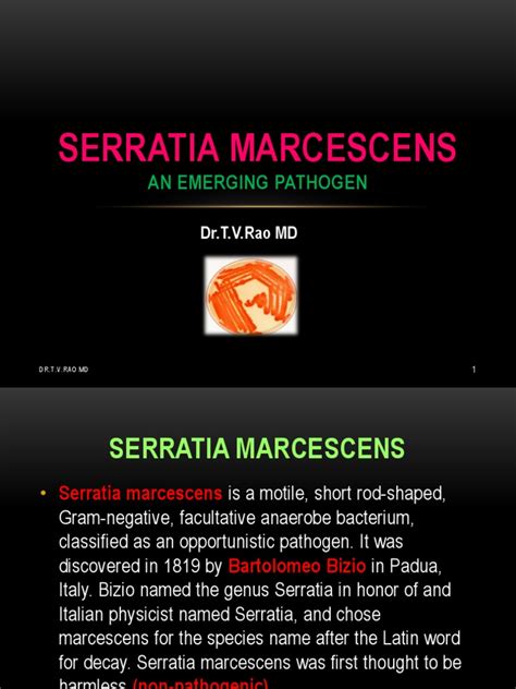 Serratia marcescens | Antimicrobial Resistance | Infection