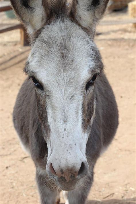 Pin on Donkeys