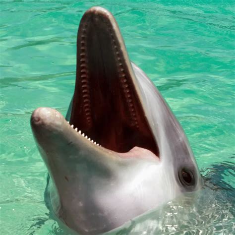 Can A Dolphin Bite A Human? Would We Expect Anything Else From A Wild ...